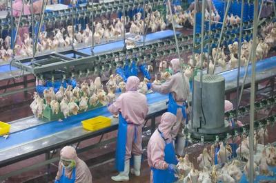 乳山預制菜企業實現年銷售額近10億元，飼料原料銷售雙輪驅動