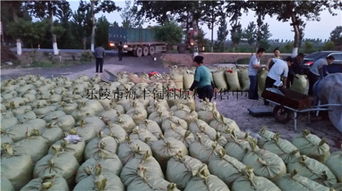 200噸飼料棗、爛棗、棗皮批發 樂陵市海豐飼料原料銷售中心價格優勢與產品實拍