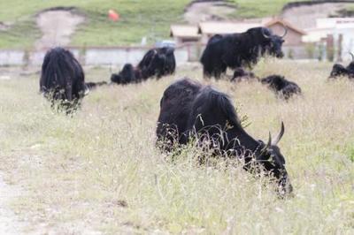 湖南肉牛高效催肥與精準飼喂全攻略