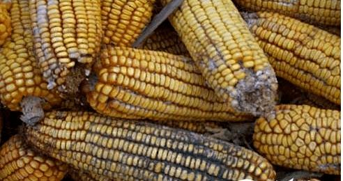 夏季飼料防霉與原料銷售策略 保障品質，贏得市場